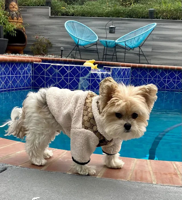 Drippy Pets Picture 6