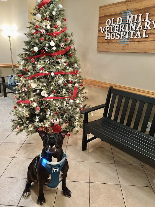 Old Mill Veterinary Hospital Picture 8