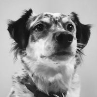 Old Mill Veterinary Hospital ico