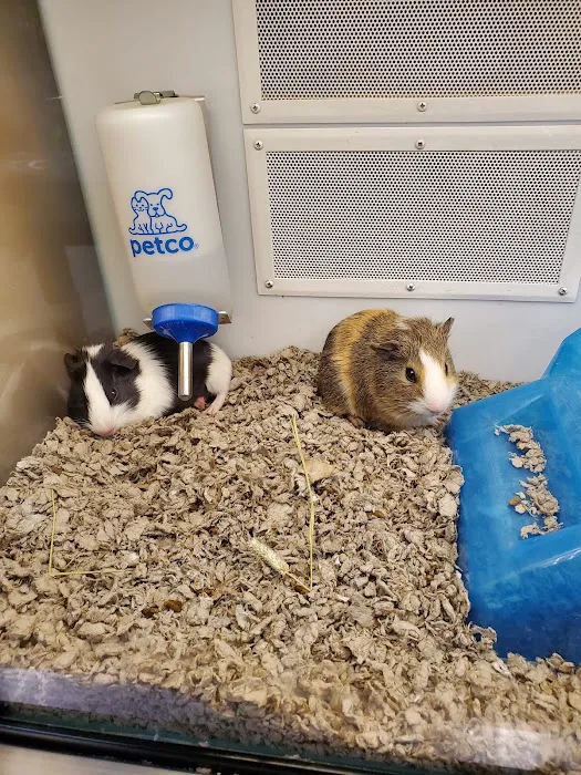 Petco Picture 5