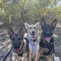 Banfield Pet Hospital ico