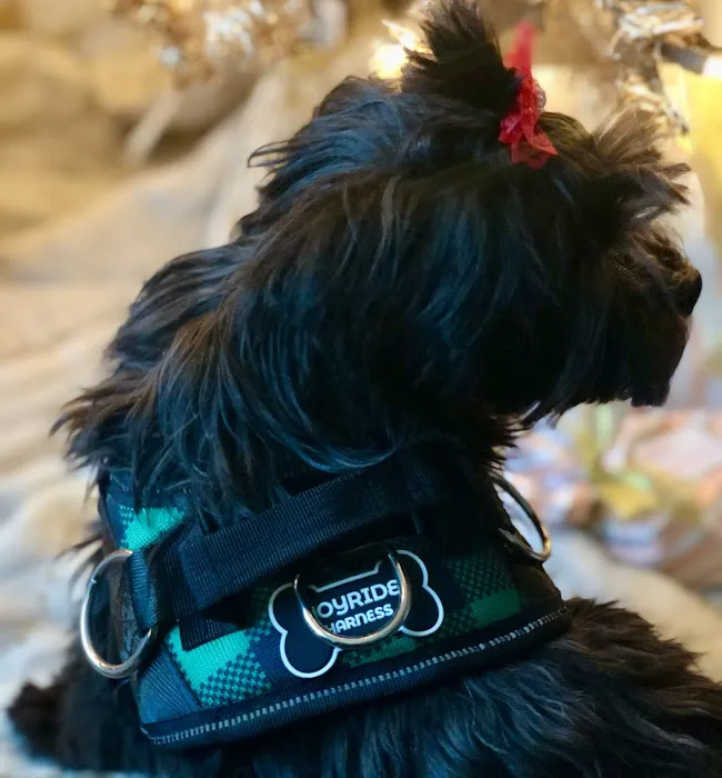 Joyride Harness Picture 1