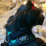 Joyride Harness