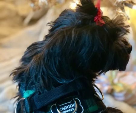 Joyride Harness