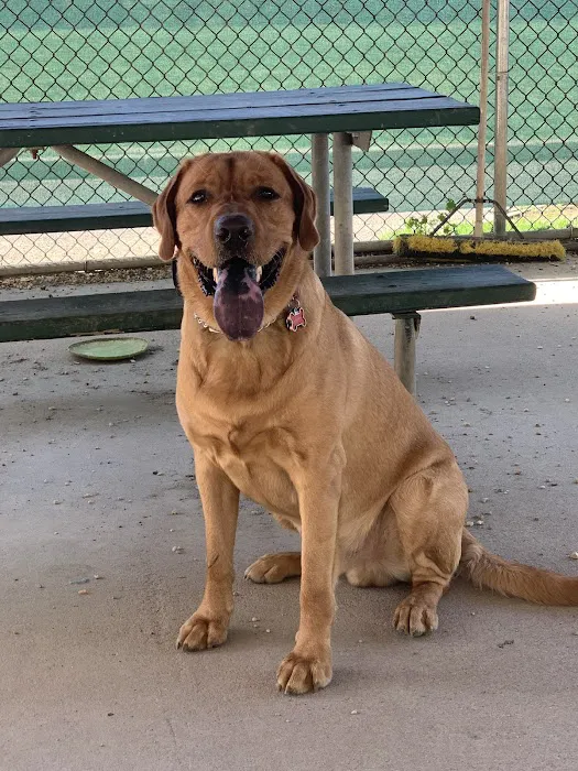 The Regional Veterinary Referral Center Picture 10