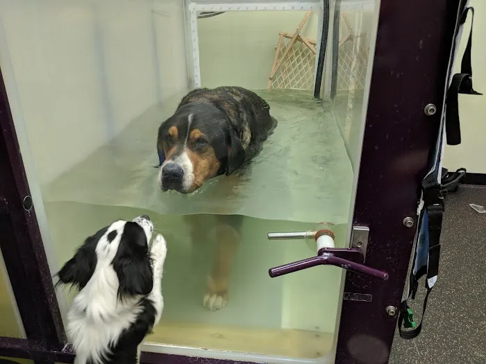 The Regional Veterinary Referral Center Picture 4