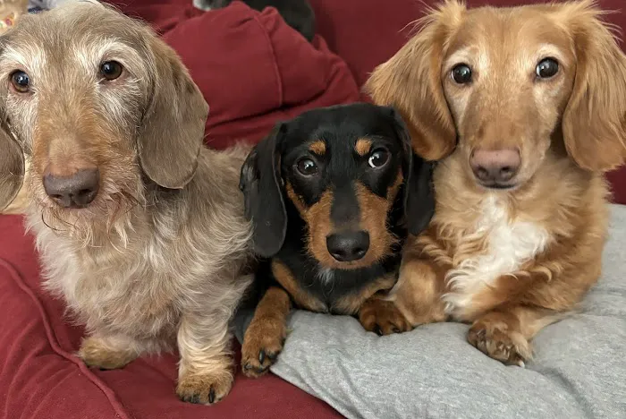 Springfield Animal Hospital Picture 10