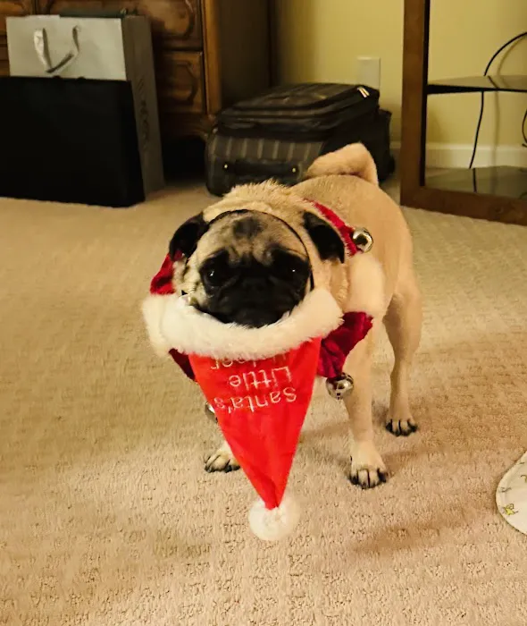 Springfield Animal Hospital Picture 7
