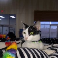 Petco ico