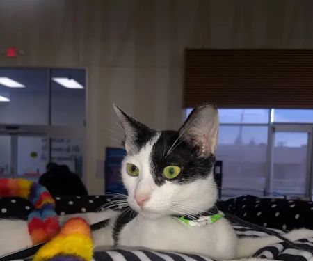 Petco