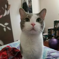 VCA Town Center Animal Hospital ico