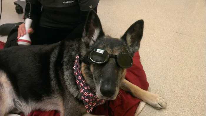 Colonial Animal Hospital Picture 4