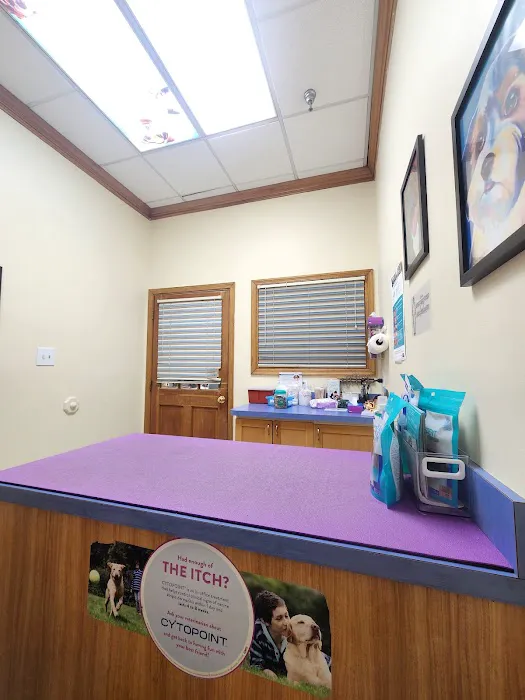 Companion Animal Hospital Picture 2