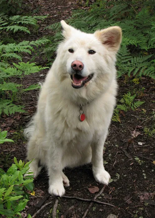 Companion Animal Hospital Picture 10