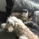 PETSTAURANT