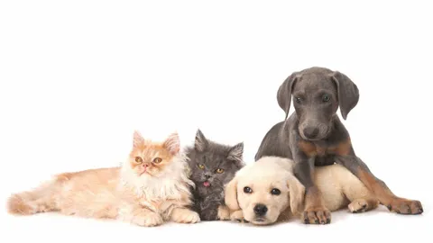 Pet Medical Center of Springfield Picture 4