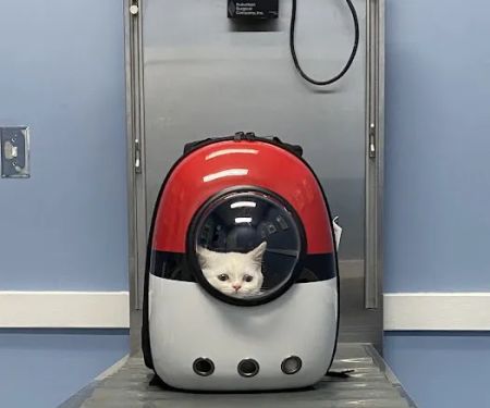 Pet Medical Center of Springfield