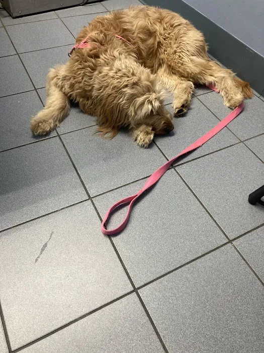 Pet Medical Center of Springfield Picture 6
