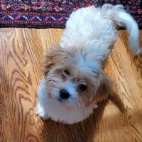 Banfield Pet Hospital ico