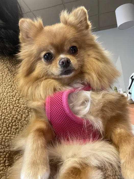 Banfield Pet Hospital Picture 8