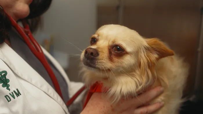 Columbia Pike Animal Hospital & Emergency Center Picture 10
