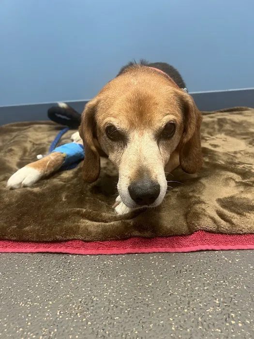 Columbia Pike Animal Hospital & Emergency Center Picture 4