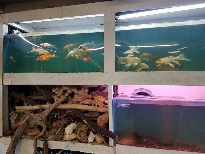 Goldfish Plus Picture 6