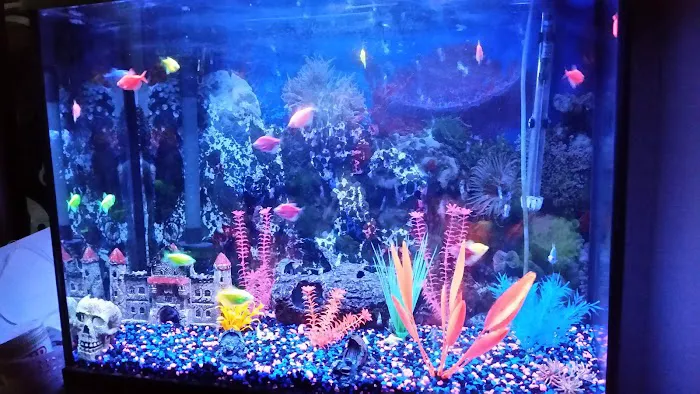 Goldfish Plus Picture 4