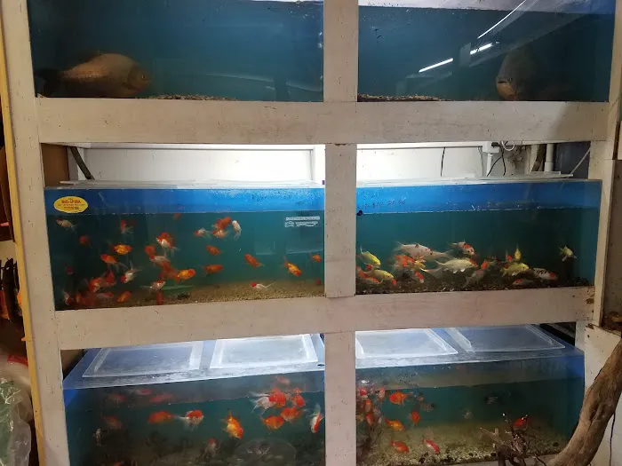 Goldfish Plus Picture 1