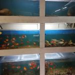 Goldfish Plus