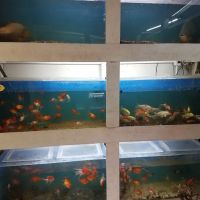 Goldfish Plus ico