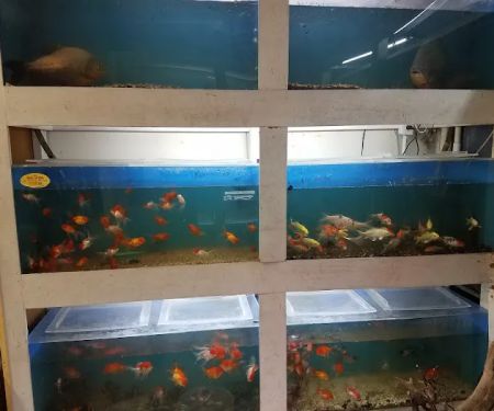 Goldfish Plus