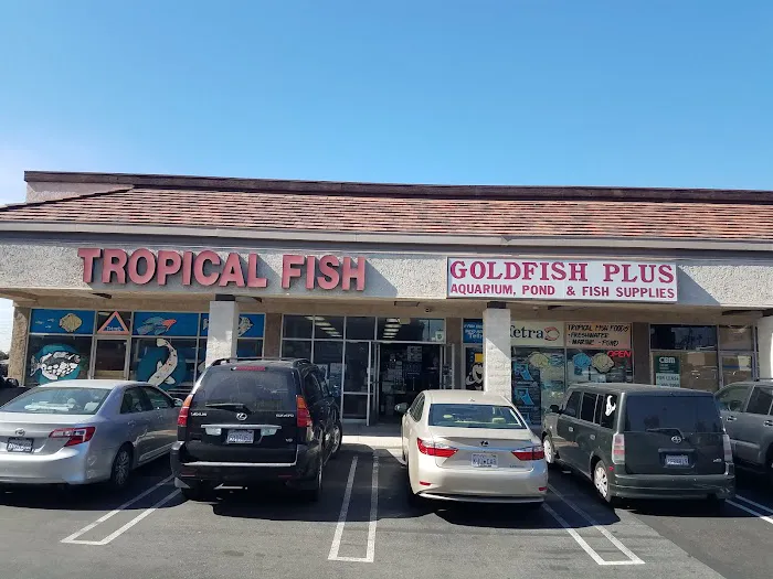 Goldfish Plus Picture 7