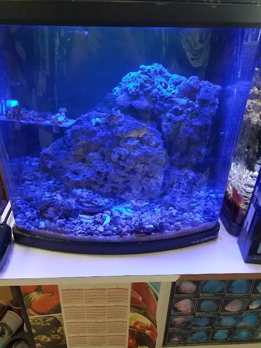 Goldfish Plus Picture 5
