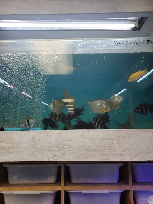 Goldfish Plus Picture 9