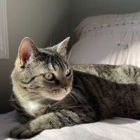 Gunston Animal Hospital ico