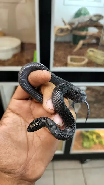 Pet Palace Picture 4