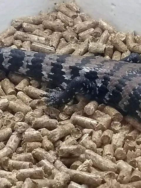 Pet Palace Picture 2