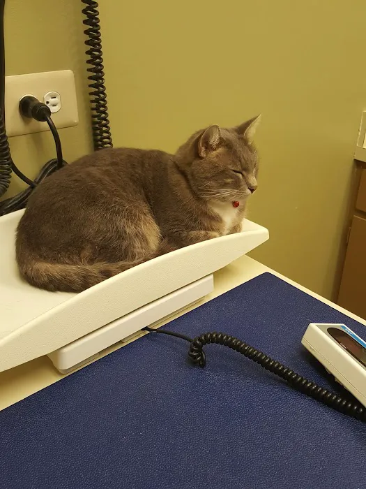 Ridge Lake Animal Hospital Picture 7