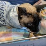 Occoquan Animal Hospital