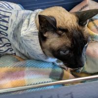 Occoquan Animal Hospital ico