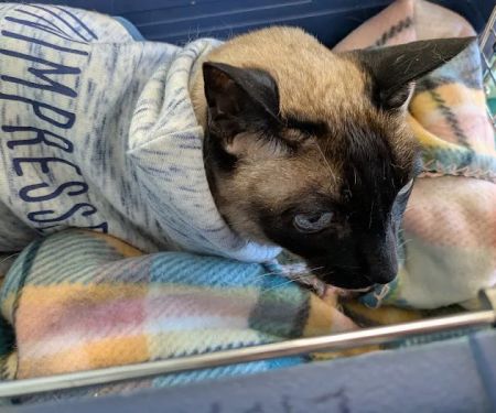 Occoquan Animal Hospital