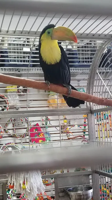 Omar's Exotic Birds Picture 5