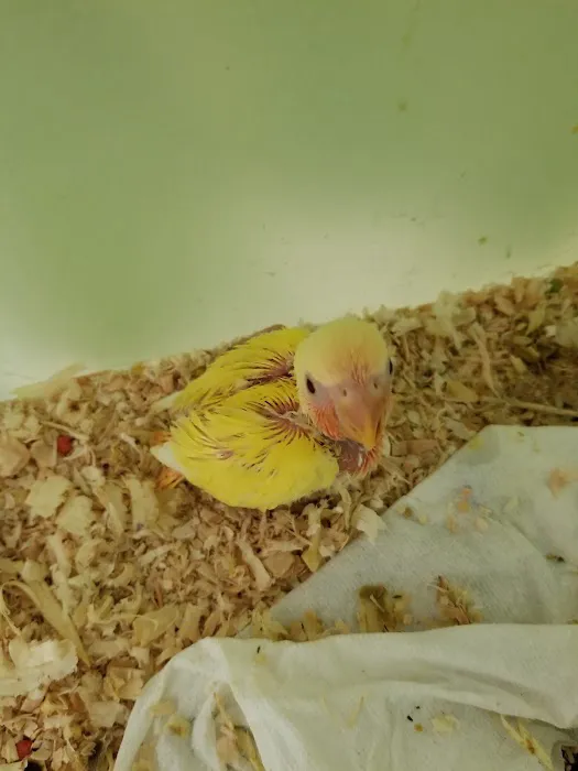 Omar's Exotic Birds Picture 3