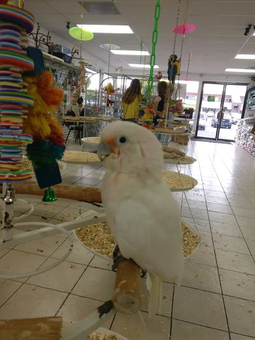 Omar's Exotic Birds Picture 7