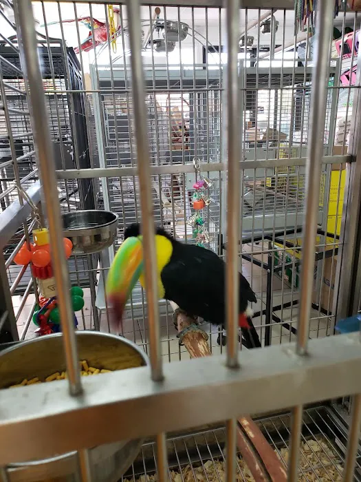 Omar's Exotic Birds Picture 10