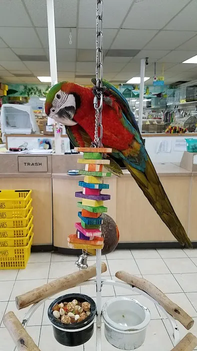 Omar's Exotic Birds Picture 4
