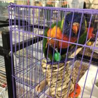 Omar's Exotic Birds ico