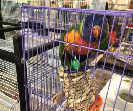 Omar's Exotic Birds