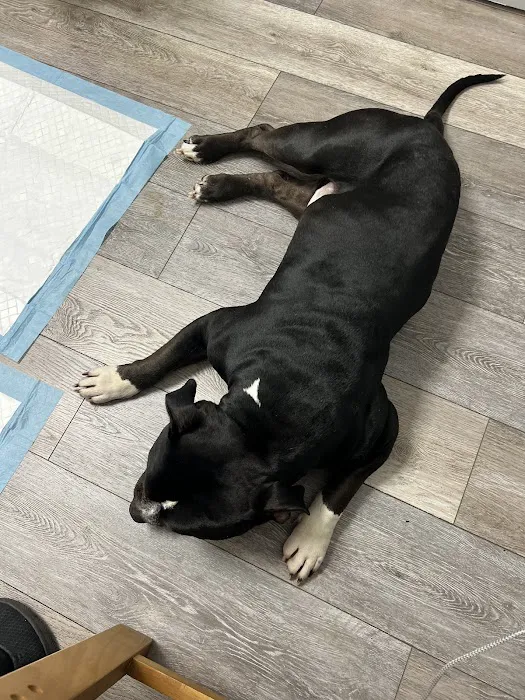 Dale City Animal Hospital Picture 8